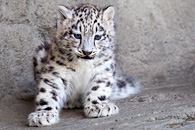 Schneeleopard Zoo Zürich