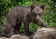 Wildnispark Langenberg ZH