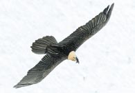 Bartgeier un Steinadler