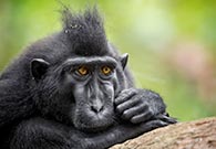 Fotoreise Indonesien Juni 2018