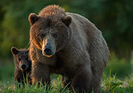 Kamtschatka 2013 - Begegnung mit Bären