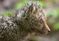 Junge Füchse im Zürcher Oberland