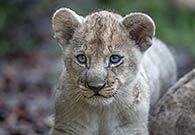 Jung Löwe Zoo Basel