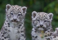 Schneeleoparden Orya und Okara Zoo Zürich