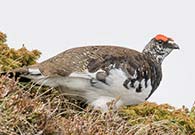 Alpenschneehuhn und Birkhuhn