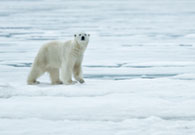 Spitzbergen / Svalbar 2017