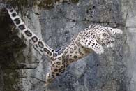 Springender Scheenleopard