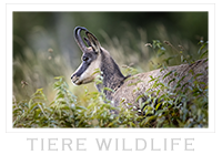 Tiere Wildlife