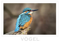 Vögel