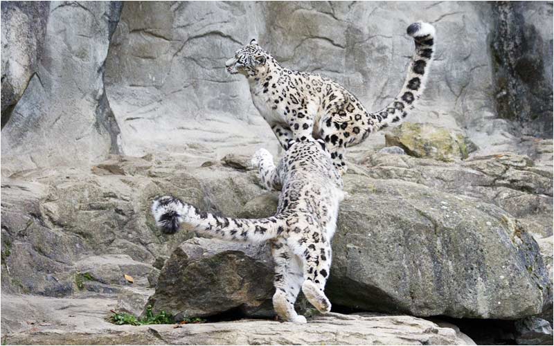 Dshamilja versucht Kailash...