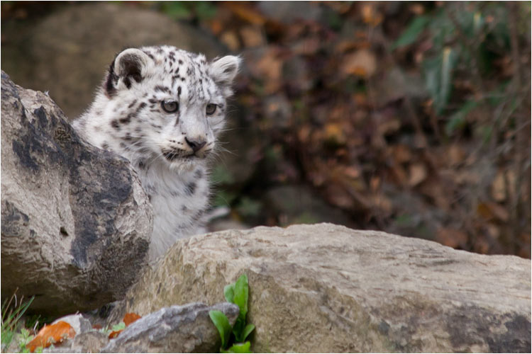 Der kleine Indeever im Alter von 4-5 Monaten, im ZH-Zoo geboren