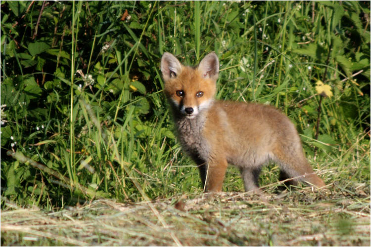 Junge Fuchs am Waldrand