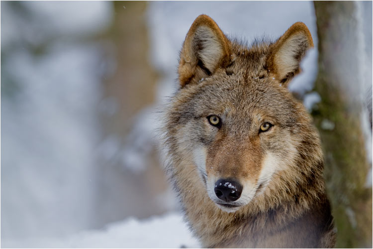 Hallo, ich bin ein mongolischer Wolf