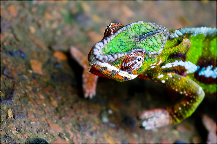 Pantherchamäleon, Männchen