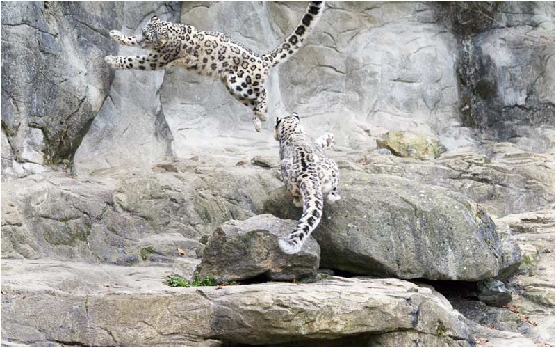 ... zu fangen, aber Kailash...