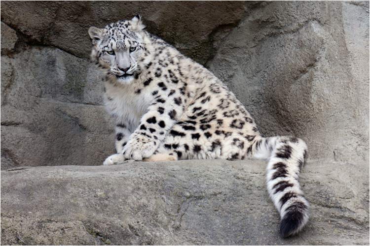 Indiveer  (3 Jahre alt.), kurz bevor seine Aussreise nach England