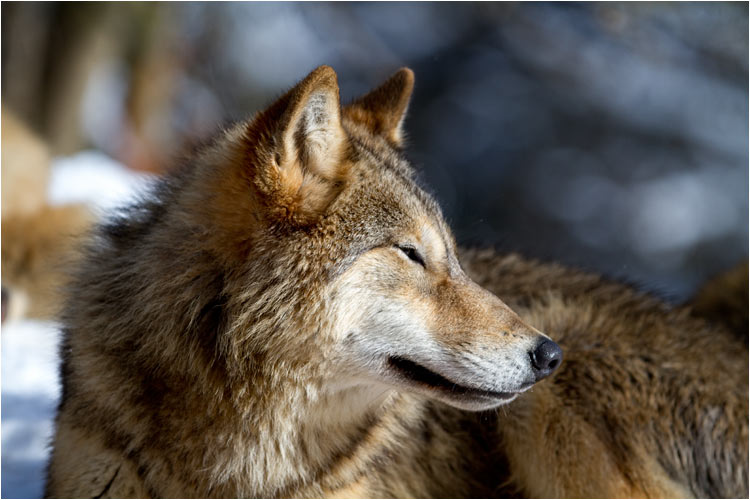 Kälte und Sonne ist eine gute Kombination für klare Bildern
