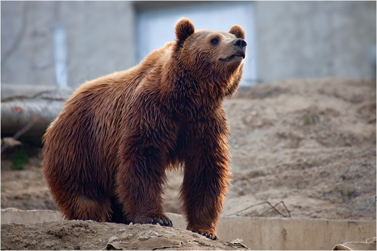 Finn ist der stolze Vater von den zwei kleine Bären Urs & Berna