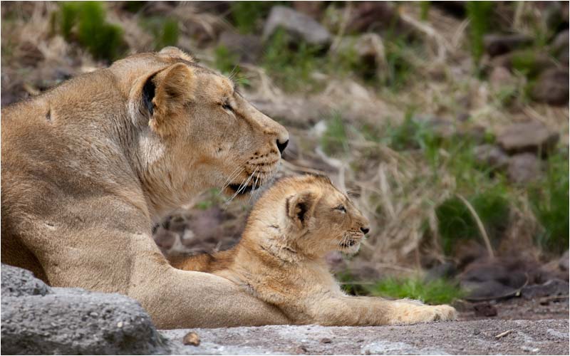  so die Mutter, so das Kind (eigentlich kann es auch der Junge Jasraj sein)