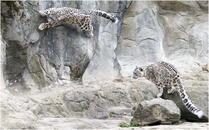 ... springt ohne grosse Mühe...