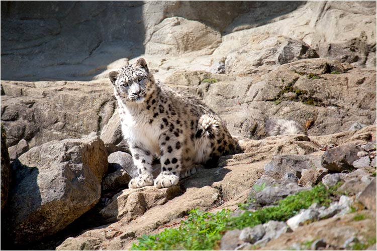 Dshamilja, die Mutter, die seit Oktober 2001  im Zoo wohnt...