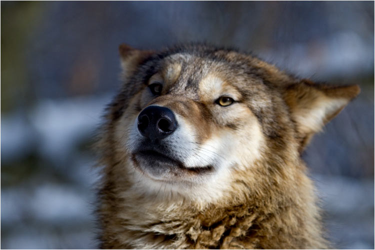 Du schon wieder! Ziehe Leine!