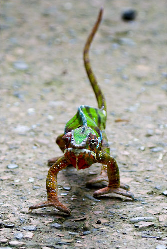 Pantherchamäleon im Anmarsch