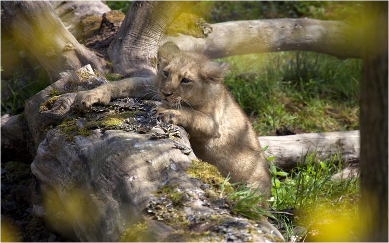 Dieses Hindernis wird mich nicht stoppen!