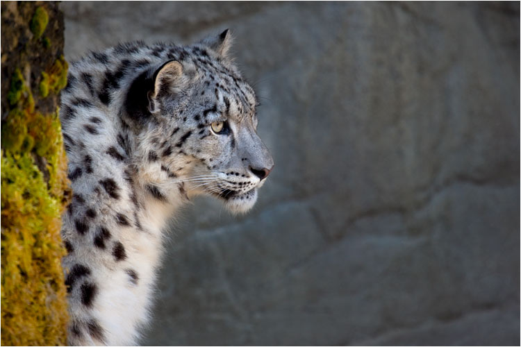 Sie wurde in extremis von Wilderern gerettet und im Zoo aufgenommen