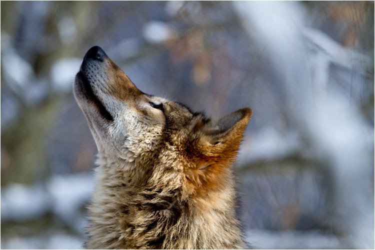 Ich sehe was, was du nicht siehst