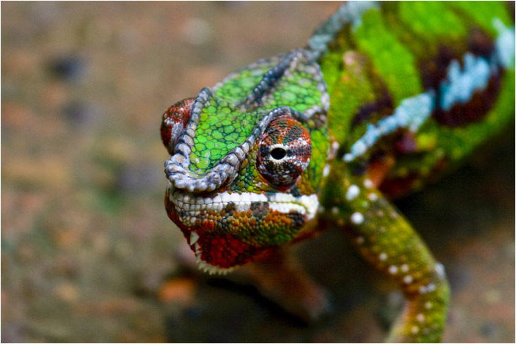 Pantherchamäleon ganz Nahe