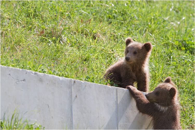 Urs & Berna, die zwei Jungstar von Bern sind in ca. in Nov-Dez 2009 geboren