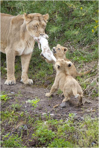 Hier ist das Mittagessen