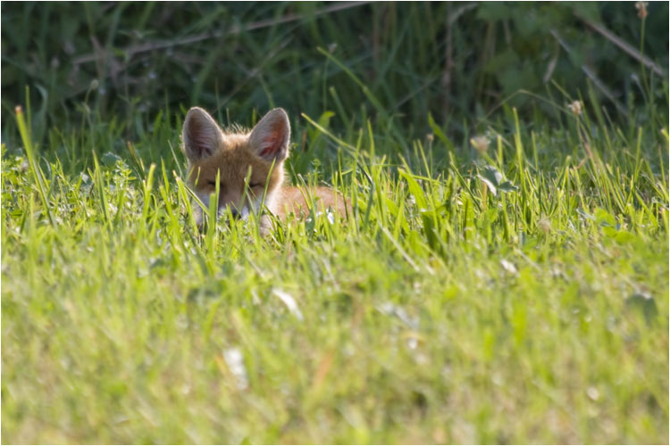 Füchslein ruht sich aus 