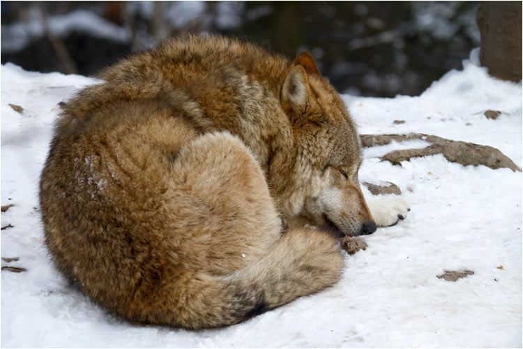 Ein Nachmittag-Schläfien darf schon sein