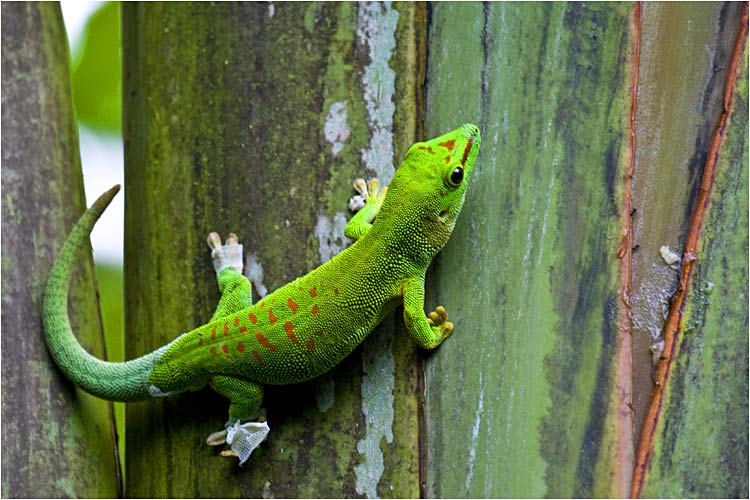 Grosser Madagaskar-Taggecko