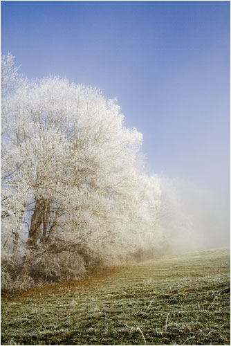 Baum in seiner Winterjacke
