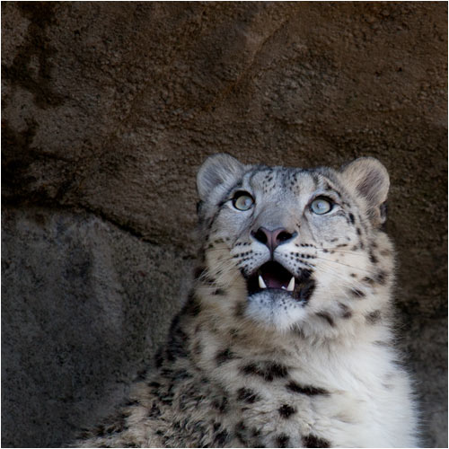 Was hat Villy nun gesehen? Wohl eine Fliege