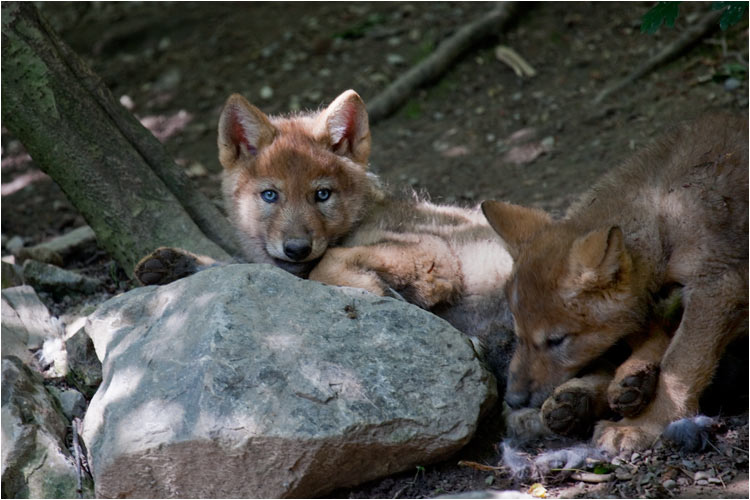 Mein Bruder und ich sind schon 6 Monat alt