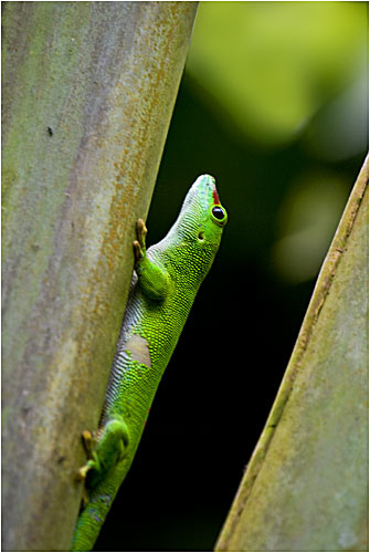 Grosser Madagaskar-Taggecko in steile Gelände