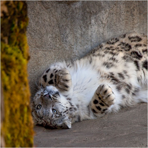 Wer möchte nicht mit Villy spielen?  Er ist doch so kuschelig