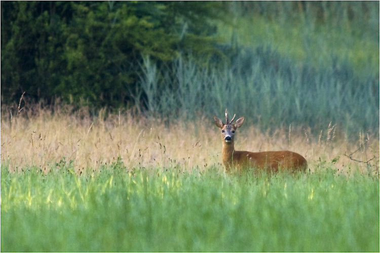 Ein Rehbock schaut uns an