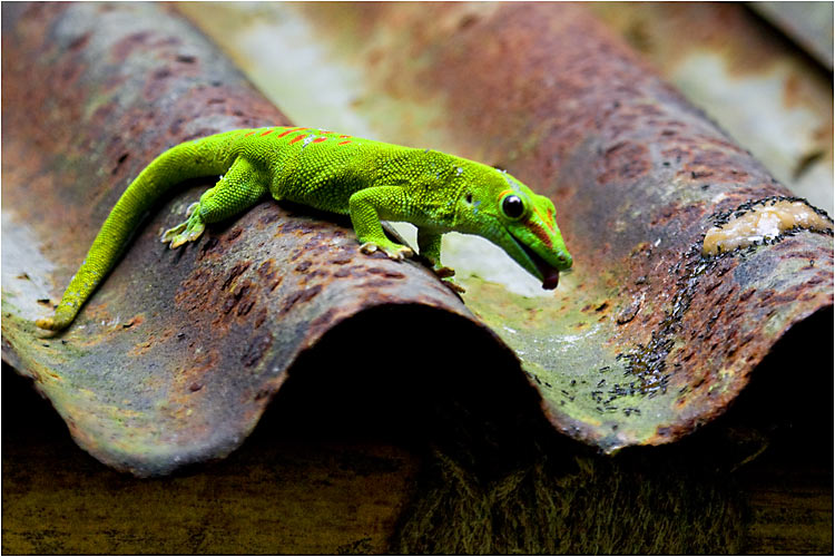 Grosser Madagaskar-Taggecko,  Essen in sicht