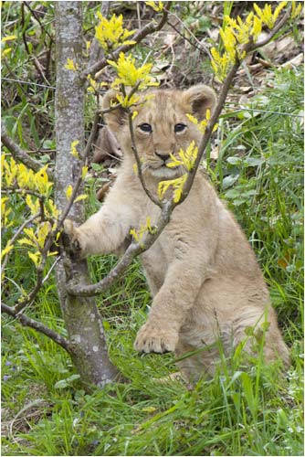 Ich kann auch stehen!