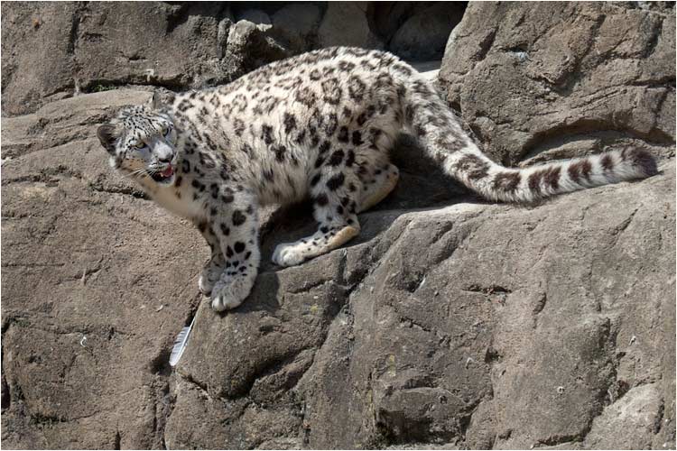 Schneeleoparden fühlen sich in steilem Gelände zu Hause