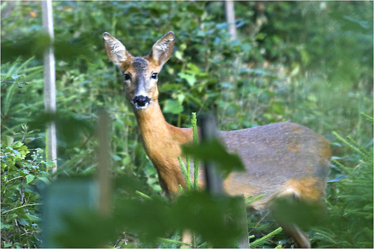 Reh-Mutter start uns an 