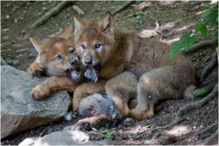 auch wenn wir zur Zeit von den Zoobesucher beobachtet werden.