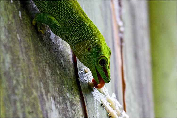 Grosser Madagaskar-Taggecko bei der Mahlzeit