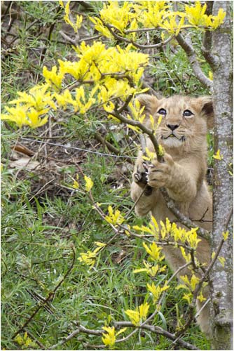 Diese gelben Blüten sind faszinierend