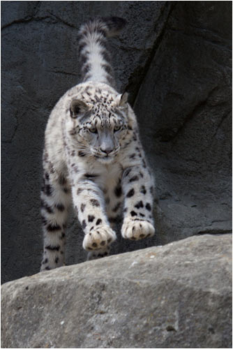 ...und springen  gern von Fels zu Fels